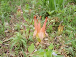Whitmire Wildflower Garden at Shaw Nature Reserve