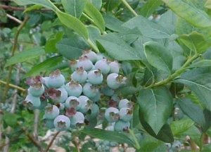 a photo of berries on highbush blueberry