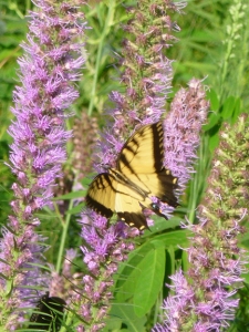 a photo of the eastern tiger swallowtail butterfly on blazing star